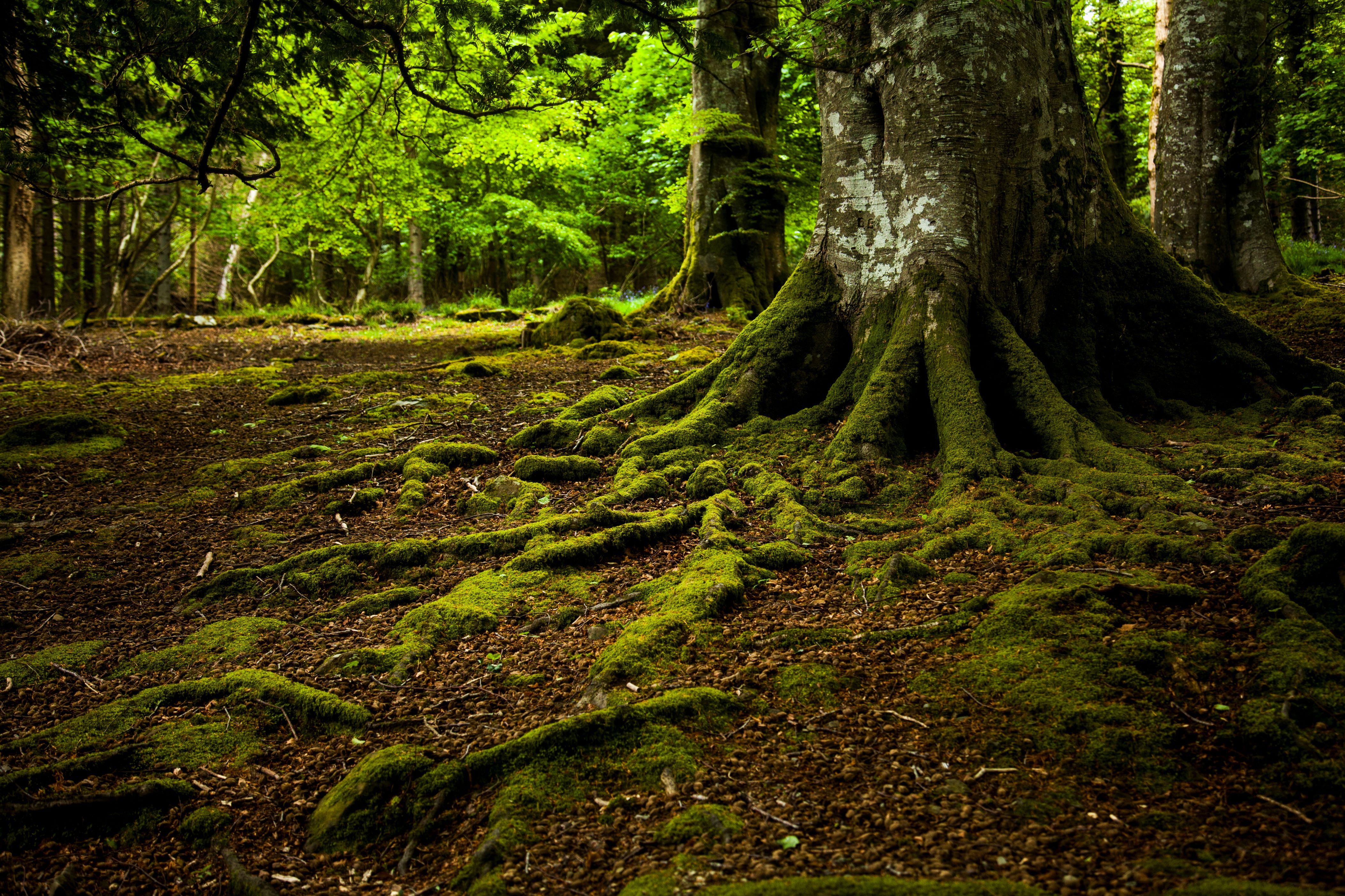 Tree Roots
